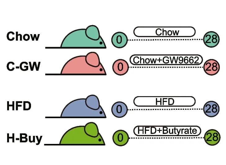 Open access visualization of Workflow, Illustration, Mice, Diet, GW9662
