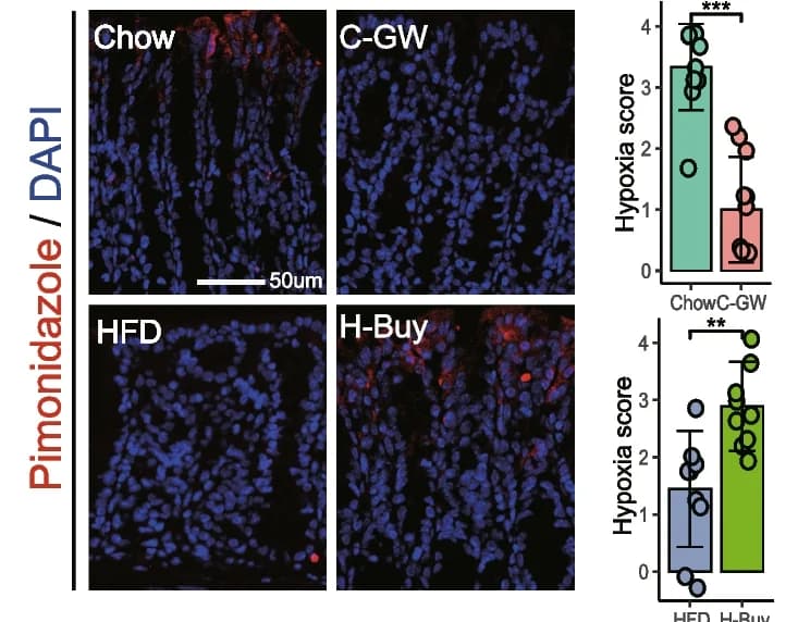 Open access visualization of Bar Plot, Error Bars, Microscopy, Colonic Epithelial Oxygenation, Pimonidazole