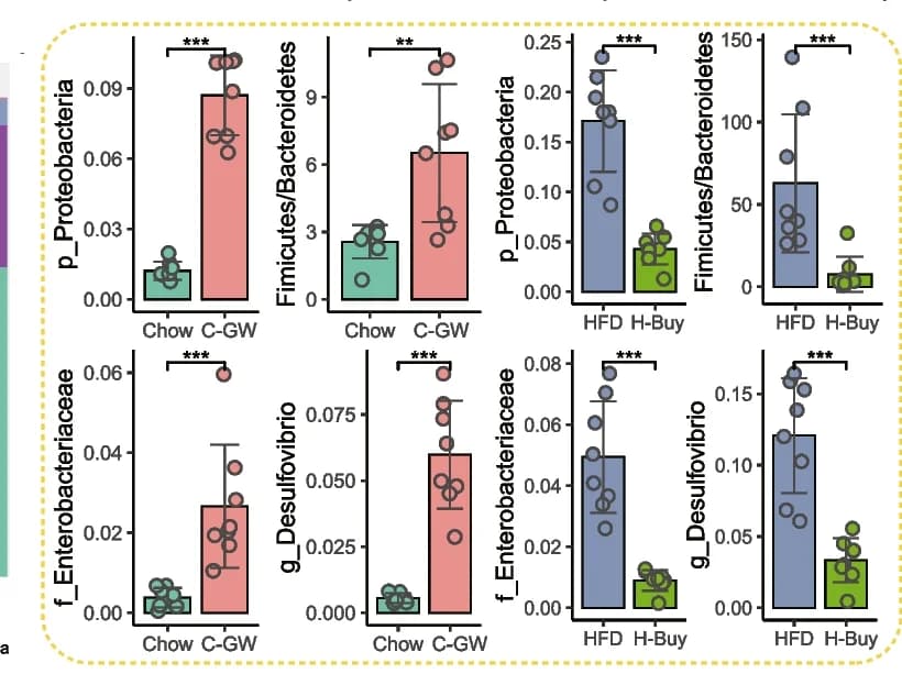 Open access visualization of Bar Plot, Error Bars, Scatter Plot, Proteobacteria, Enterobacteriaceae