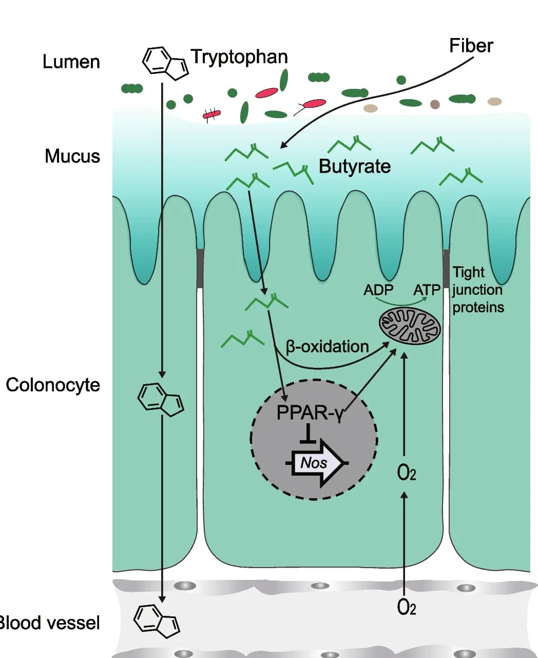 Open access visualization of Workflow, Illustration, Gut Microbiota, Butyrate, Colonocyte Metabolism