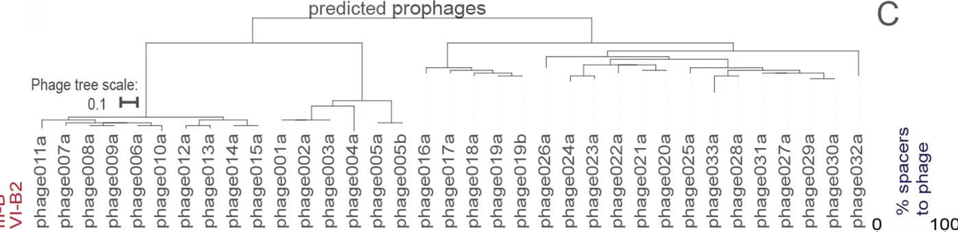 Open access visualization of Network, Pathway, CRISPR Spacer Hits, Porphyromonas gingivalis Phages, Phylogenetic Tree