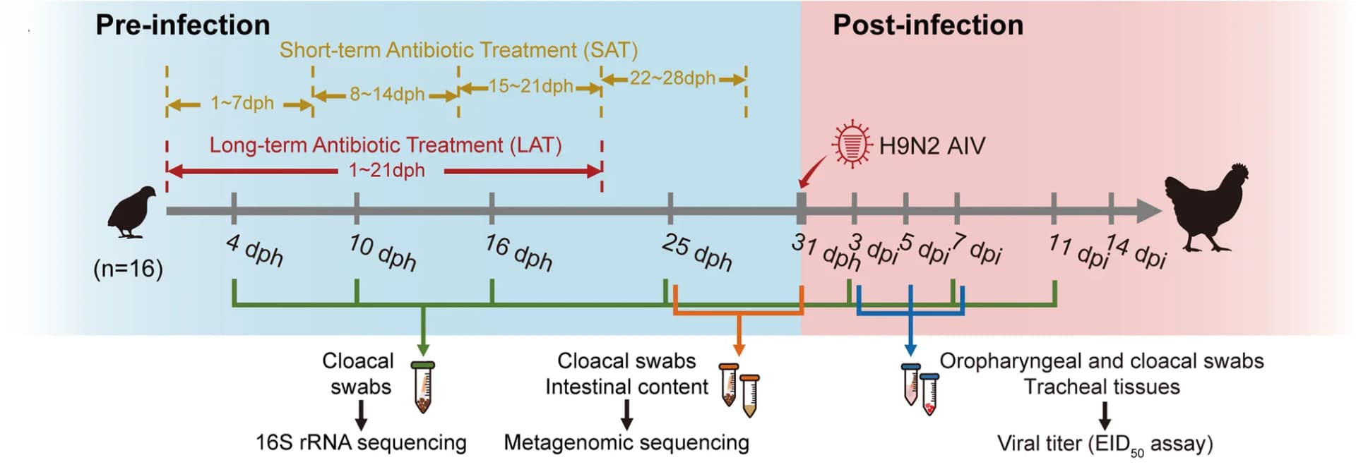 Open access visualization of Workflow, Study Design, Antibiotic Treatment, H9N2 AIV Infection, 16S rRNA Sequencing