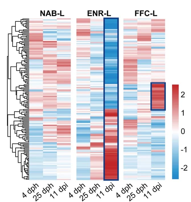 Open access visualization of Heatmap, Clustered, Heat Maps, Microbial Metabolic Pathways, Days Post Hatching