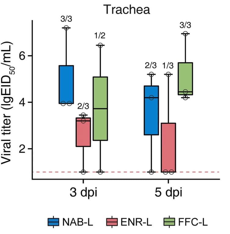 Open access visualization of Box Plot, Viral titers, Tracheal tissues, H9N2, Chickens