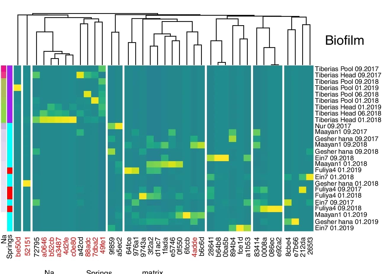 Open access visualization of Heatmap, Clustered, Legionella ASVs, Biofilm Samples, Hierarchical Clustering