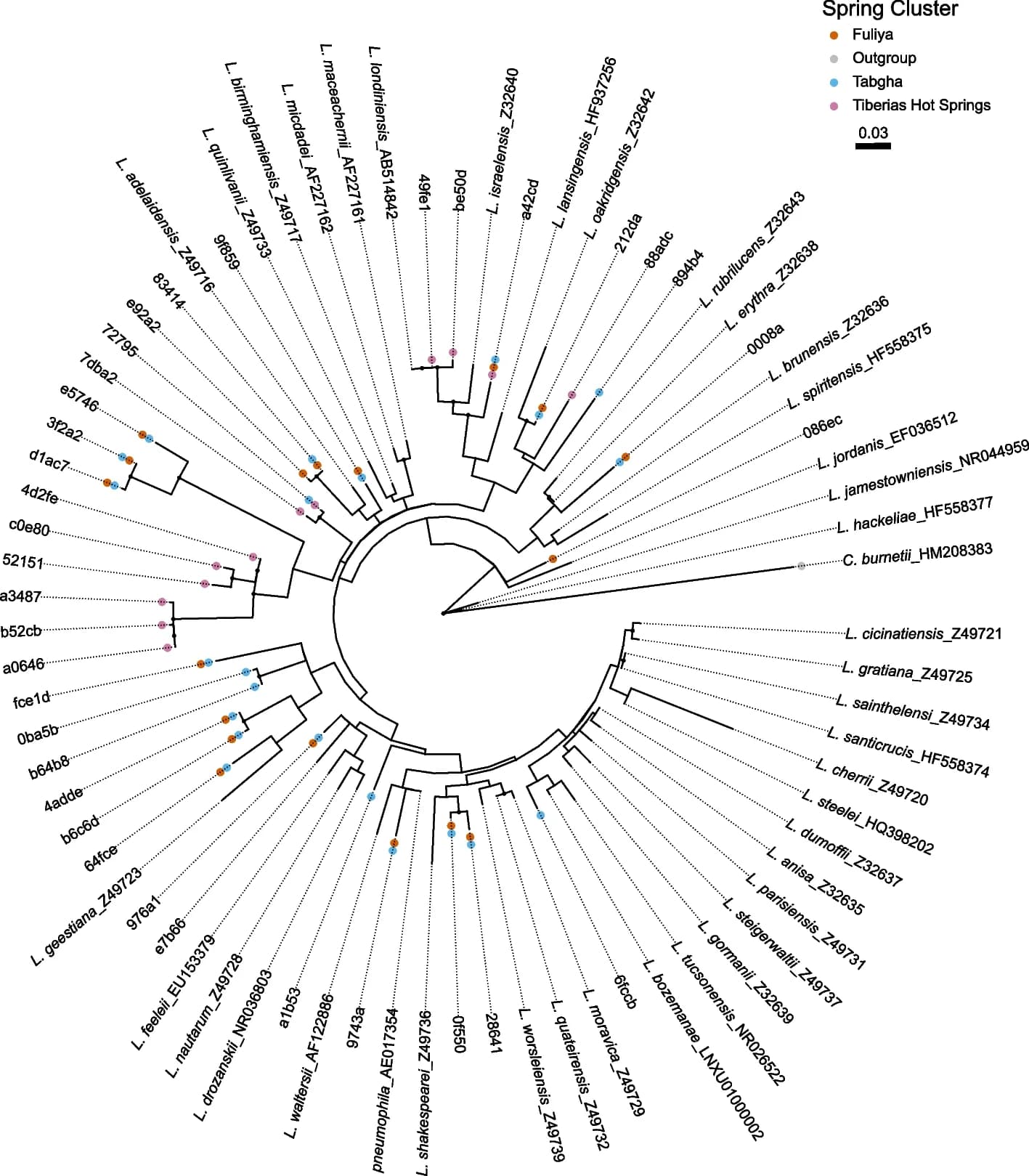 Open access visualization of Network, Phylogenetic Tree, Legionella ASVs, Maximum-Likelihood method, Biofilm samples