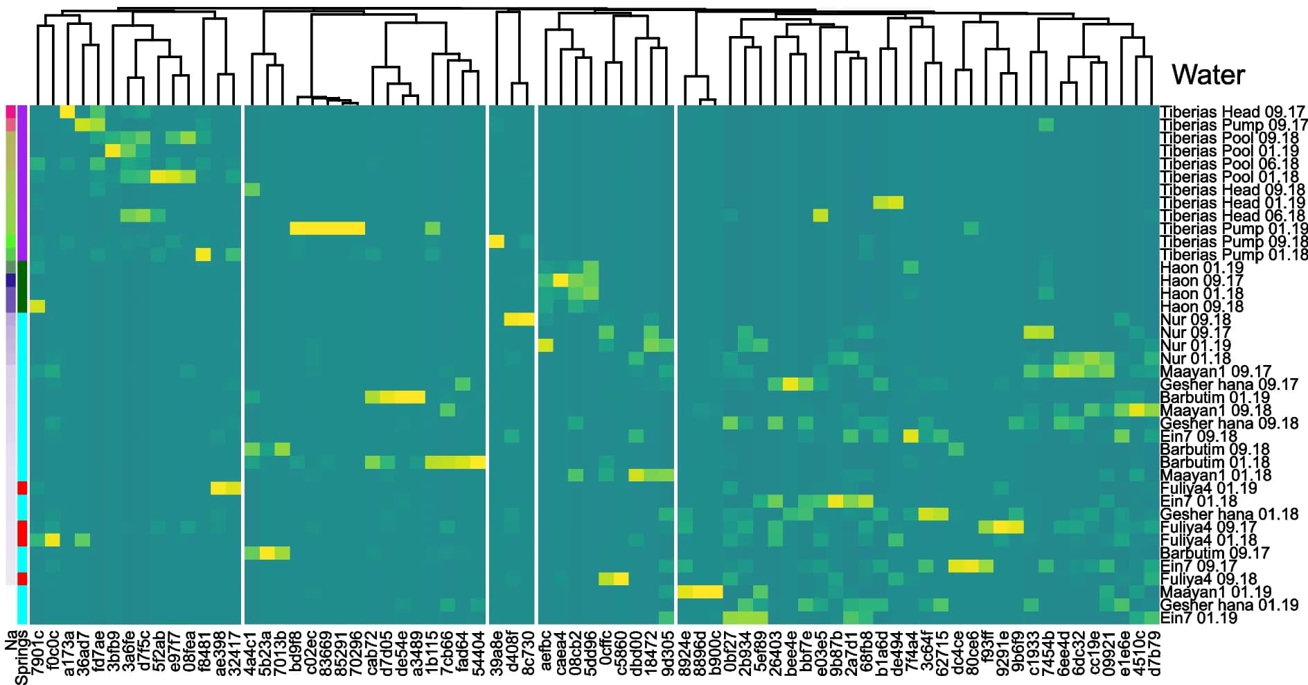 Open access visualization of Heatmap, Clustered, ASVs, Legionella Hosts, Water