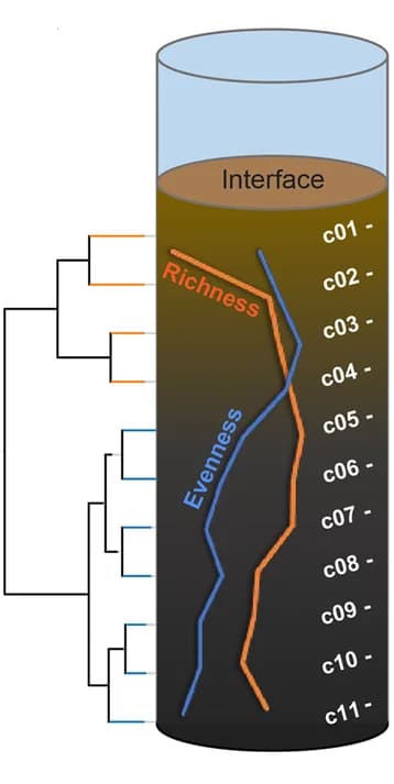 Open access visualization of Line Plot, Dendrogram, Sediment Layering, Alpha Diversity, Clustering Analysis