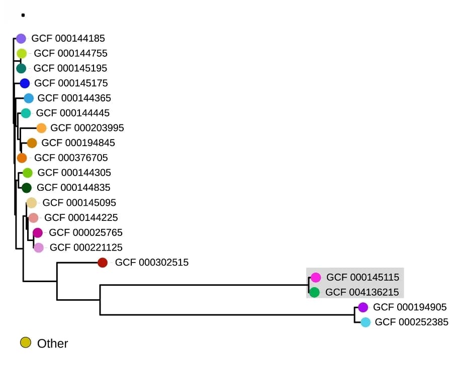 Open access visualization of Network, Phylogenetic Tree, Strains, Mash Distance, iTOL