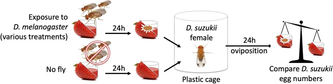 Open access visualization of Workflow, Illustration, Experimental procedure, Oviposition avoidance, Egg-laying sites