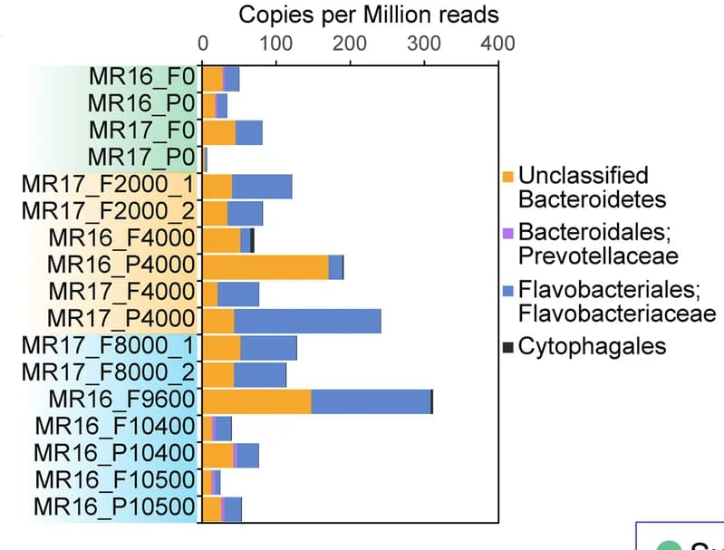 Open access visualization of Stacked Bar Plot, Relative Abundance, Bacteroidetes CAZyme Genes, Water Depth, Mariana Trench