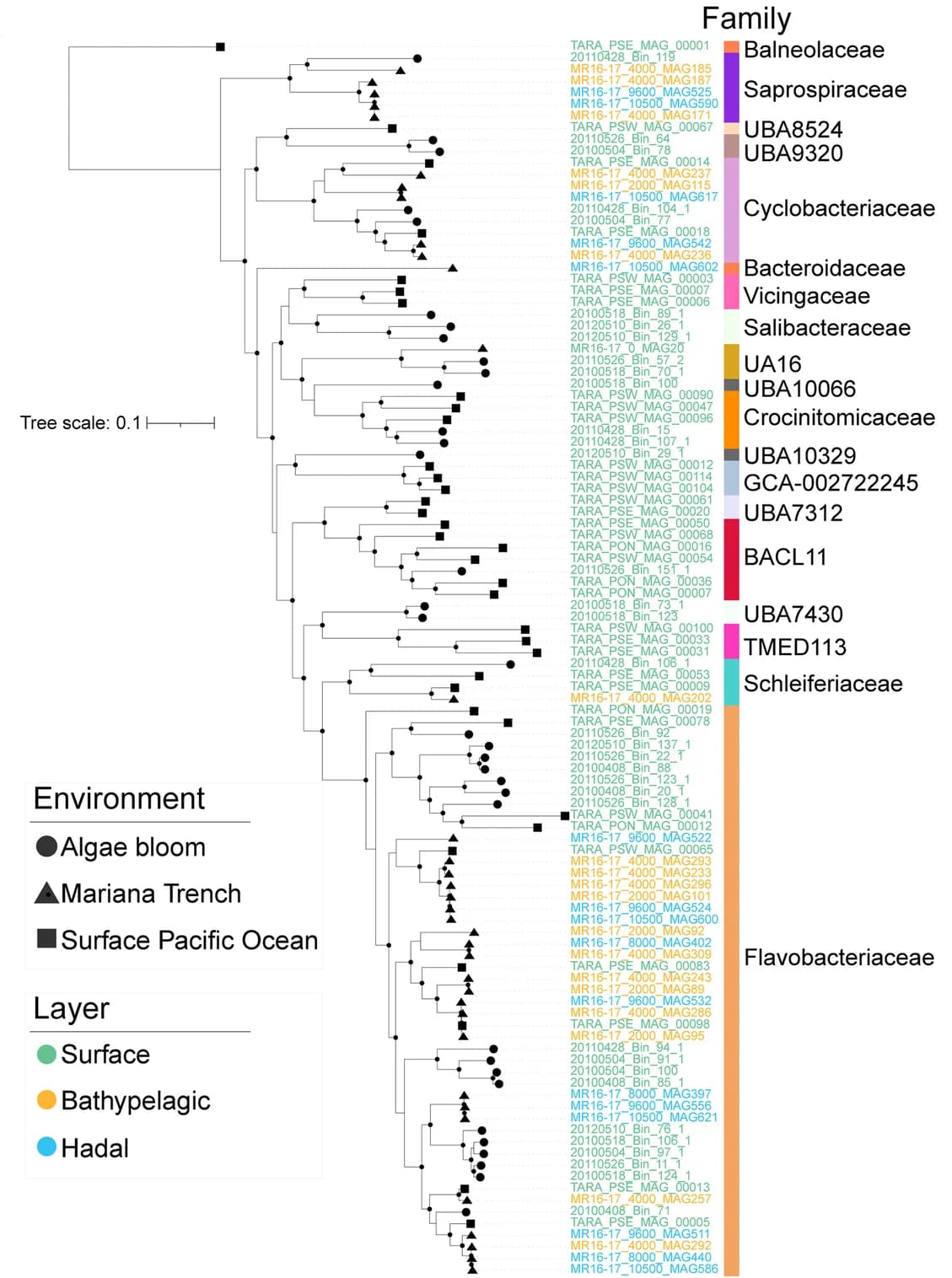 Open access visualization of Line Plot, Line Step, Bar Plot, Phylogenomic Tree, Bacteroidetes MAGs