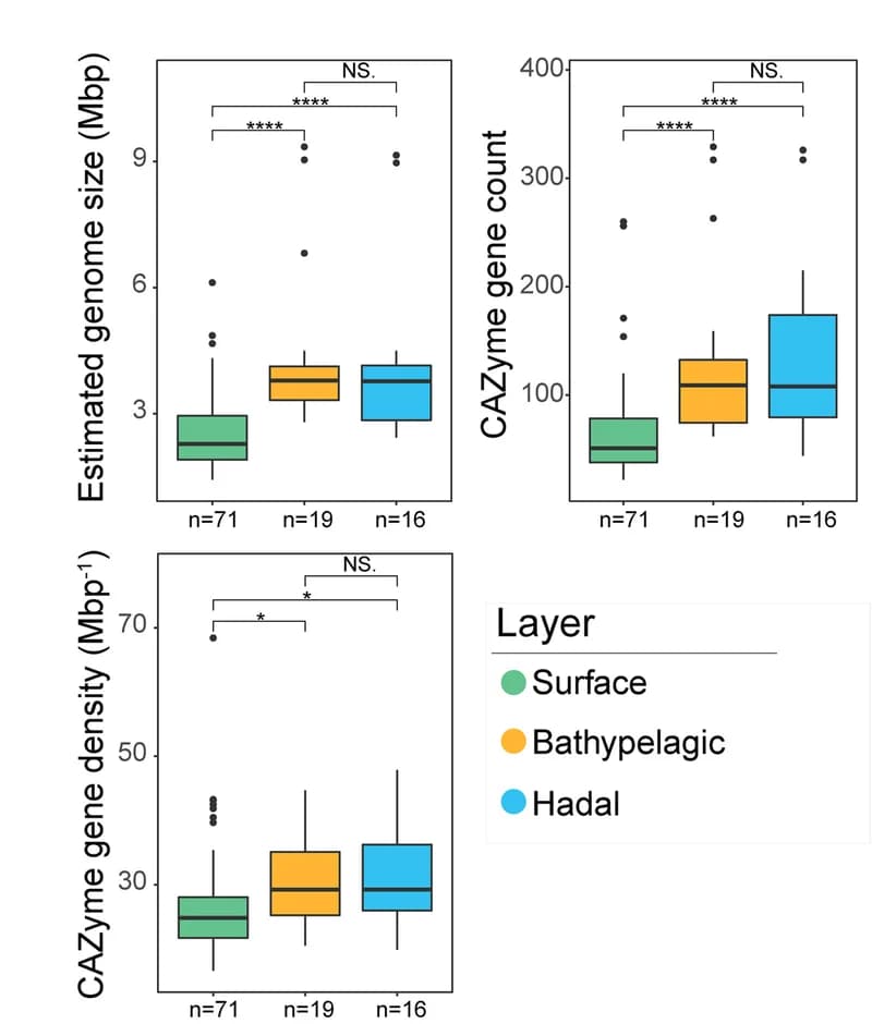 Open access visualization of Box Plot, Genome Size, CAZyme Gene Count, CAZyme Gene Density, Surface MAGs