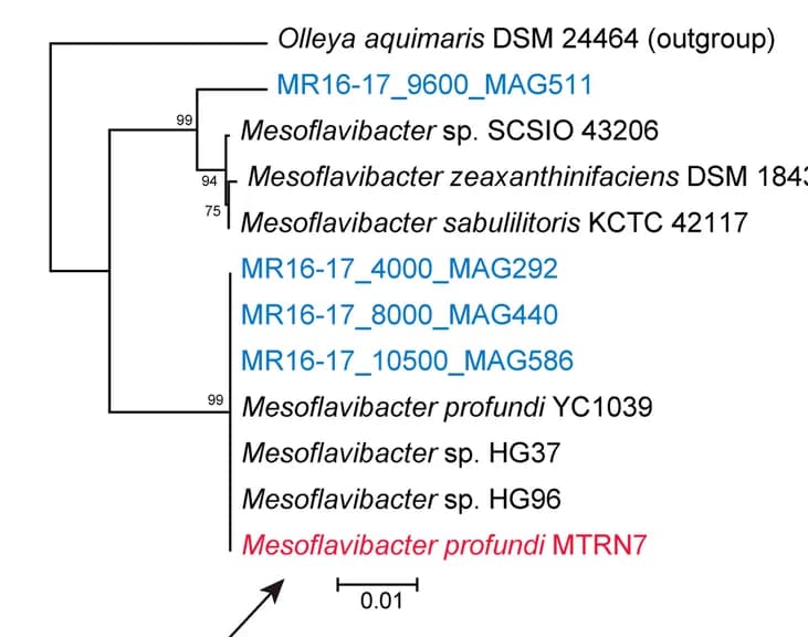 Open access visualization of Network, Phylogenetic Inference, Single-Copy Genes, Strain MTRN7, MAGs