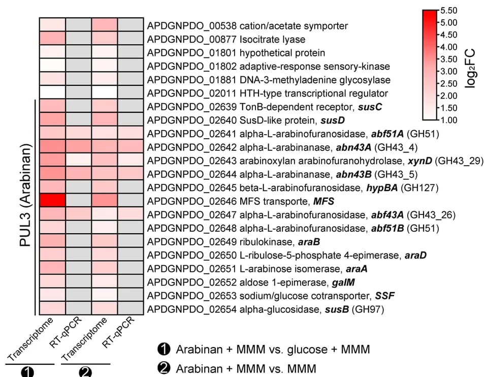 Open access visualization of Heatmap, Upregulated Genes, Arabinan, Basal Medium, Glucose