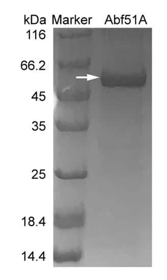 Open access visualization of Gel, Purification, Abf51A