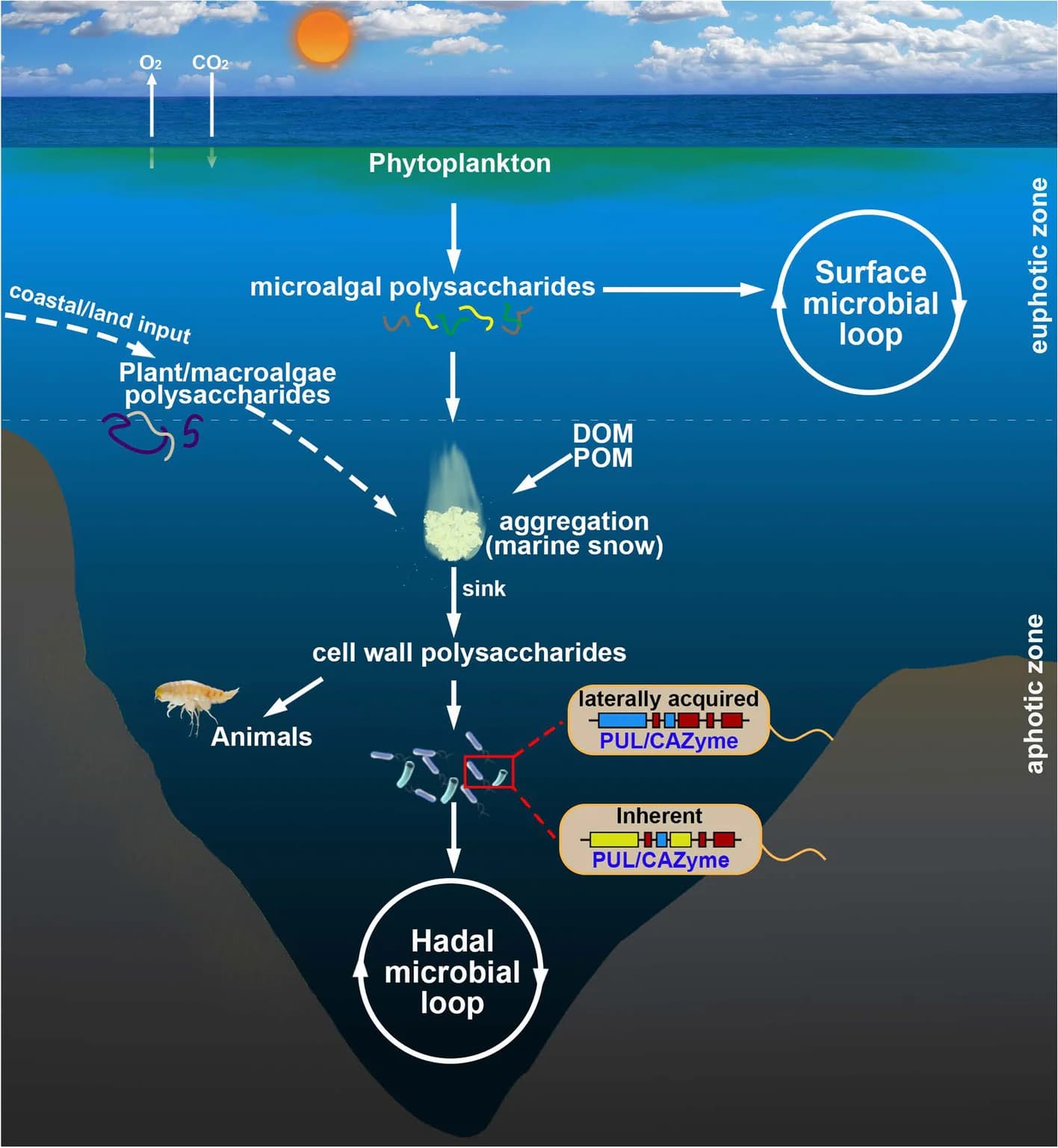 Open access visualization of Workflow, Illustration, Polysaccharide Cycling, Mariana Trench, Phytoplankton