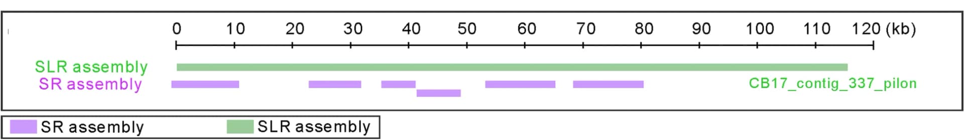 Open access visualization of Bar Plot, Genome Matches, Contig Fragments, SR Assembly, SLR Assembly