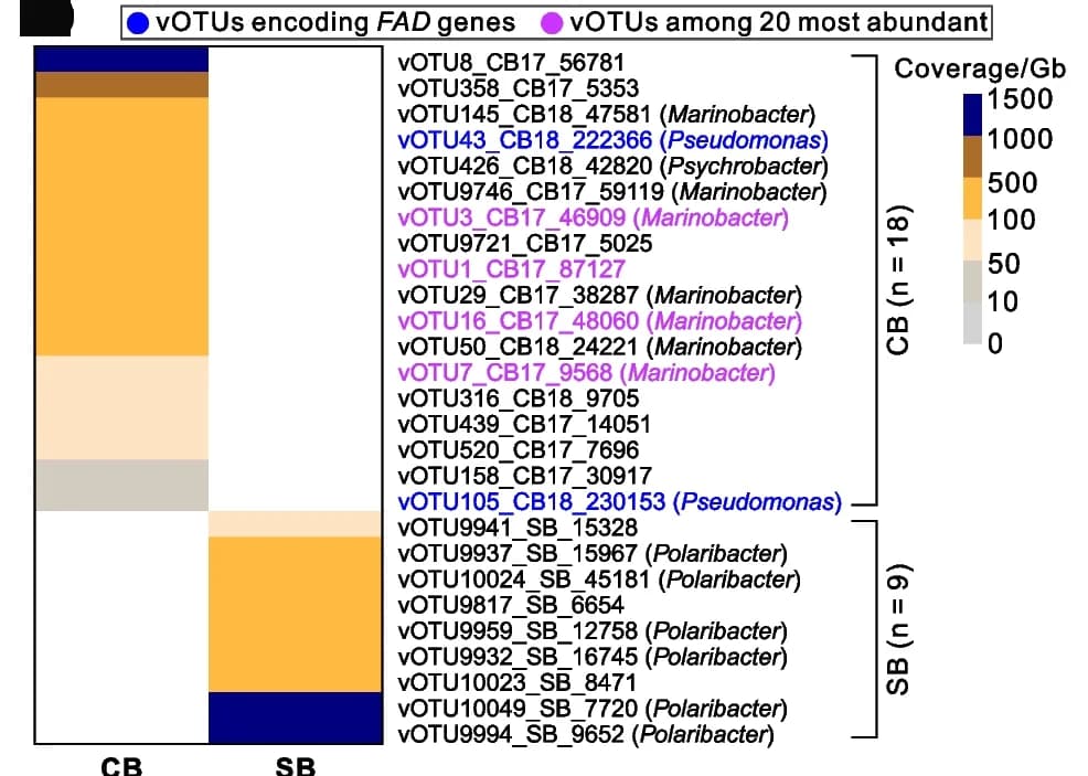Open access visualization of Heatmap, vOTUs, Metatranscriptomic Reads, Virome, AMG FAD genes