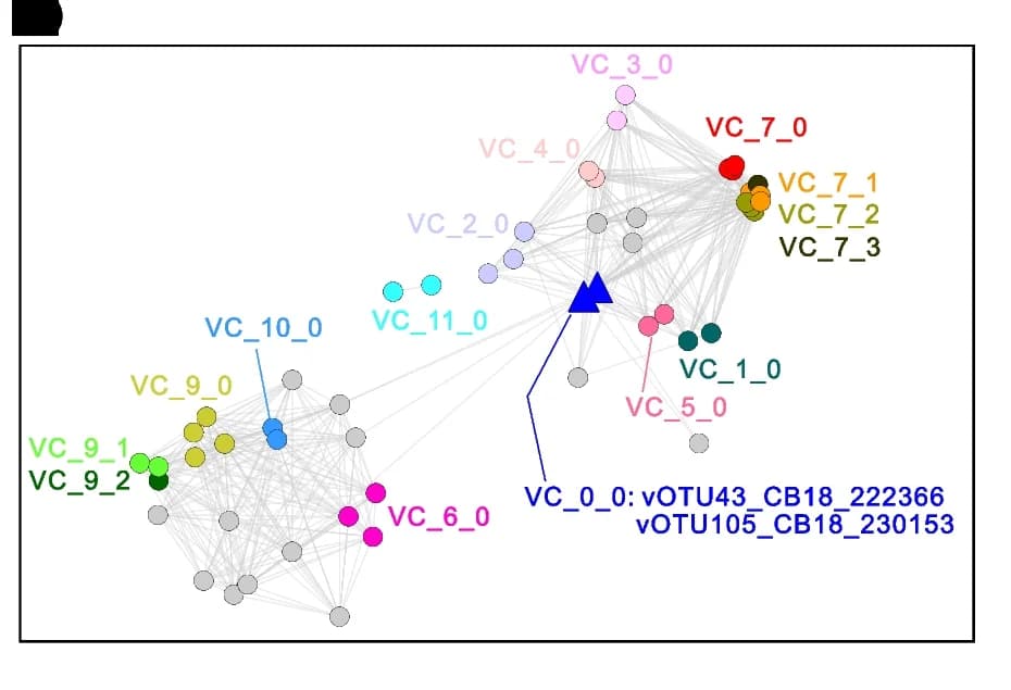 Open access visualization of Network, Pathway, Network Analysis, Taxonomy, vOTUs