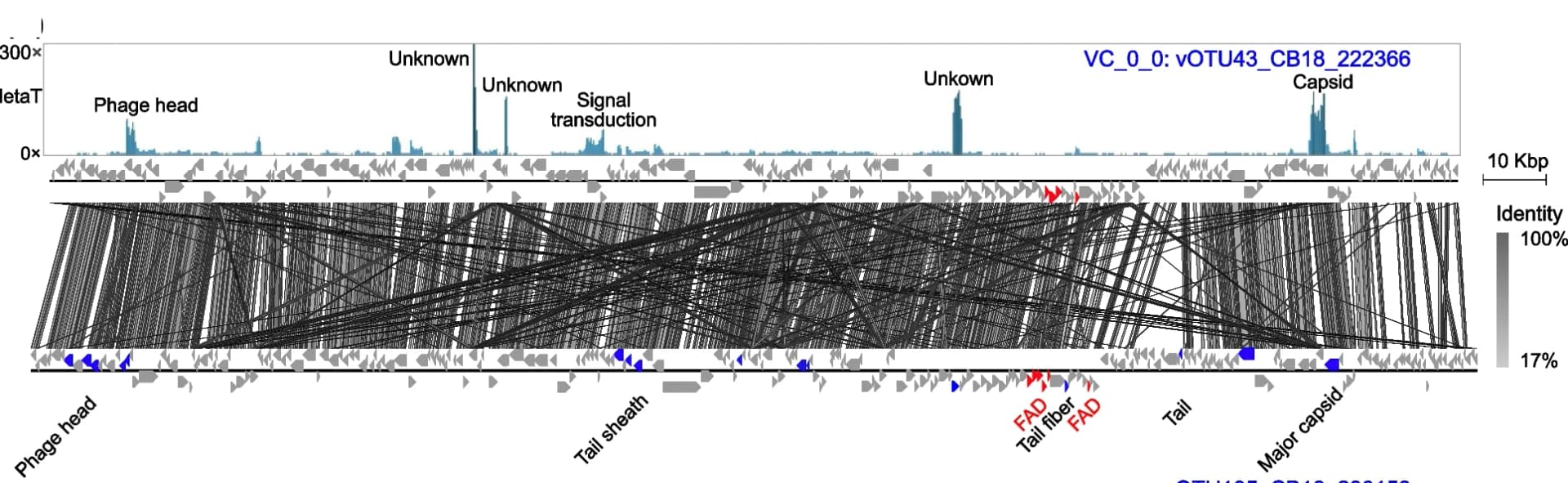 Open access visualization of Line Plot, Genome Composition, Metatranscriptomic Reads, vOTUs, AMG FAD genes