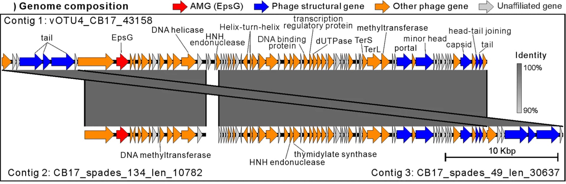 Open access visualization of Illustration, Workflow, Genome Map, Virus, AMG