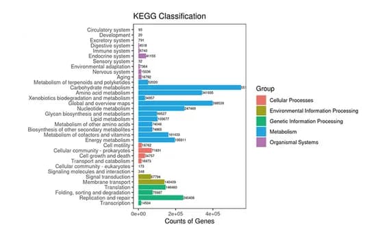 Open access visualization of Bar Plot, Kyoto Encyclopedia of Genes and Genomes, Classification