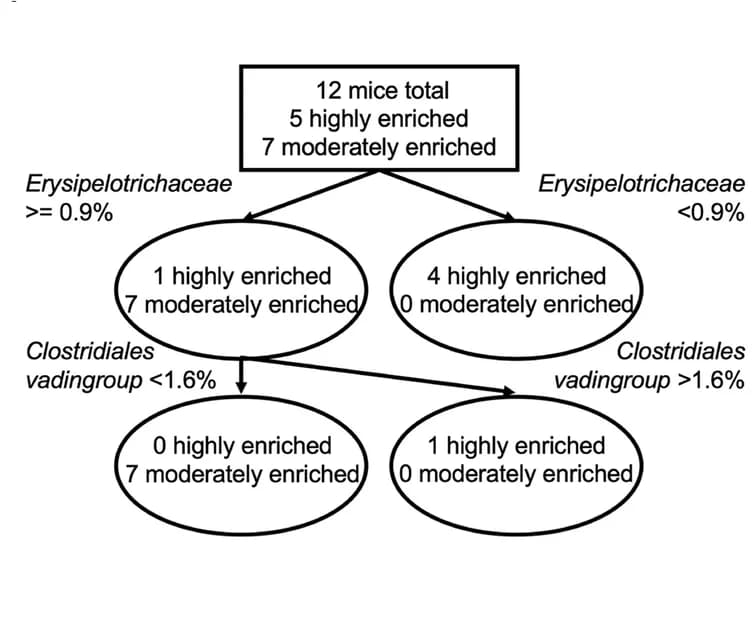 Open access visualization of Flowchart, Classification tree, Mice, Bifidobacteria, Microbial taxa