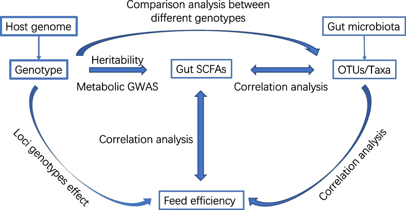 Open access visualization of Workflow, Flowchart, Host Genome Variants, Cecal Microbiota, Cecal SCFA