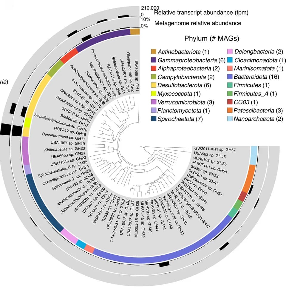 Open access visualization of Bar Plot, Stacked Bar Plot, Network, Phylogenomic Tree, MAGs