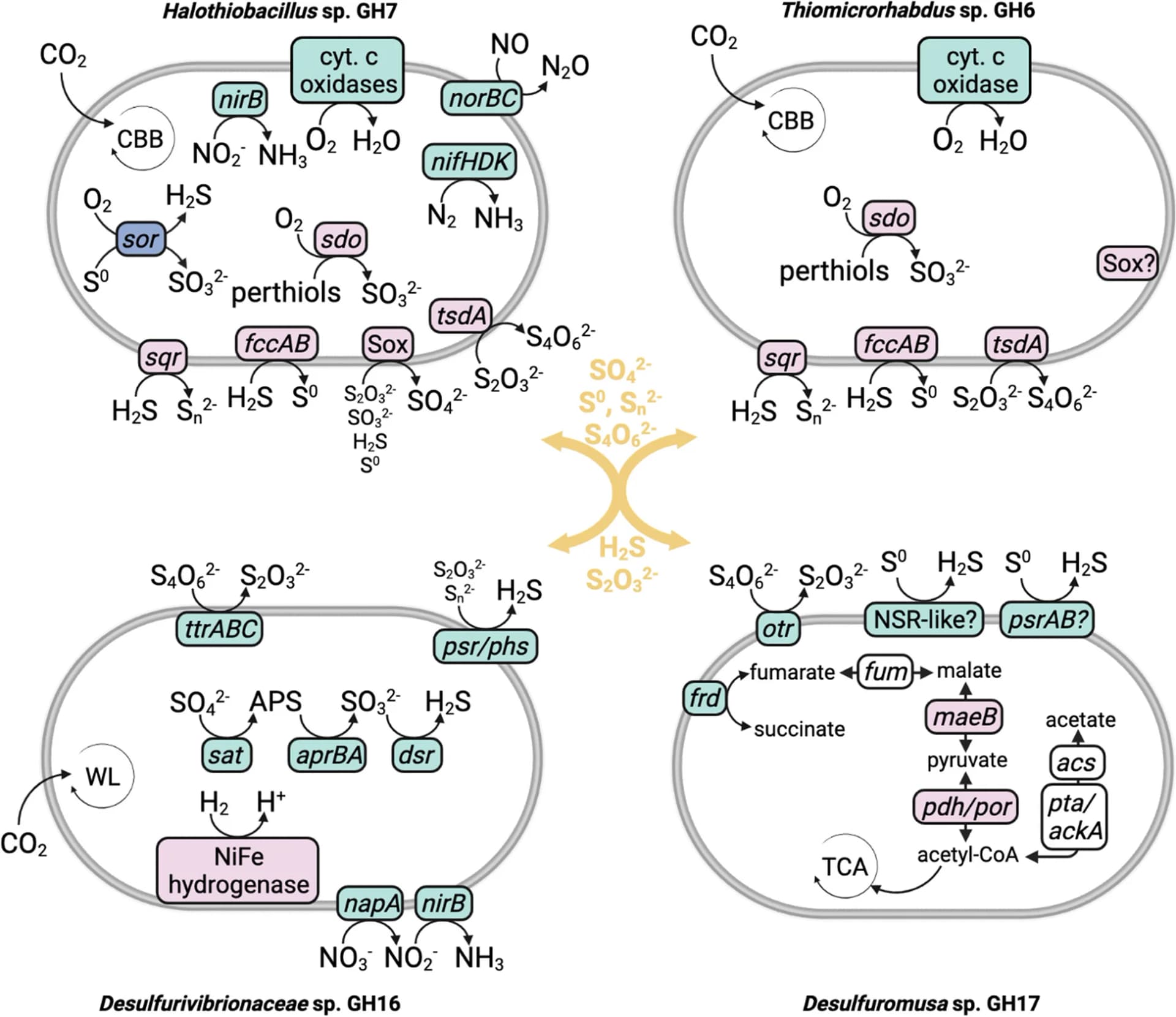 Open access visualization of Workflow, Illustration, Sulfur-cycling MAGs, Oxidation, Reduction