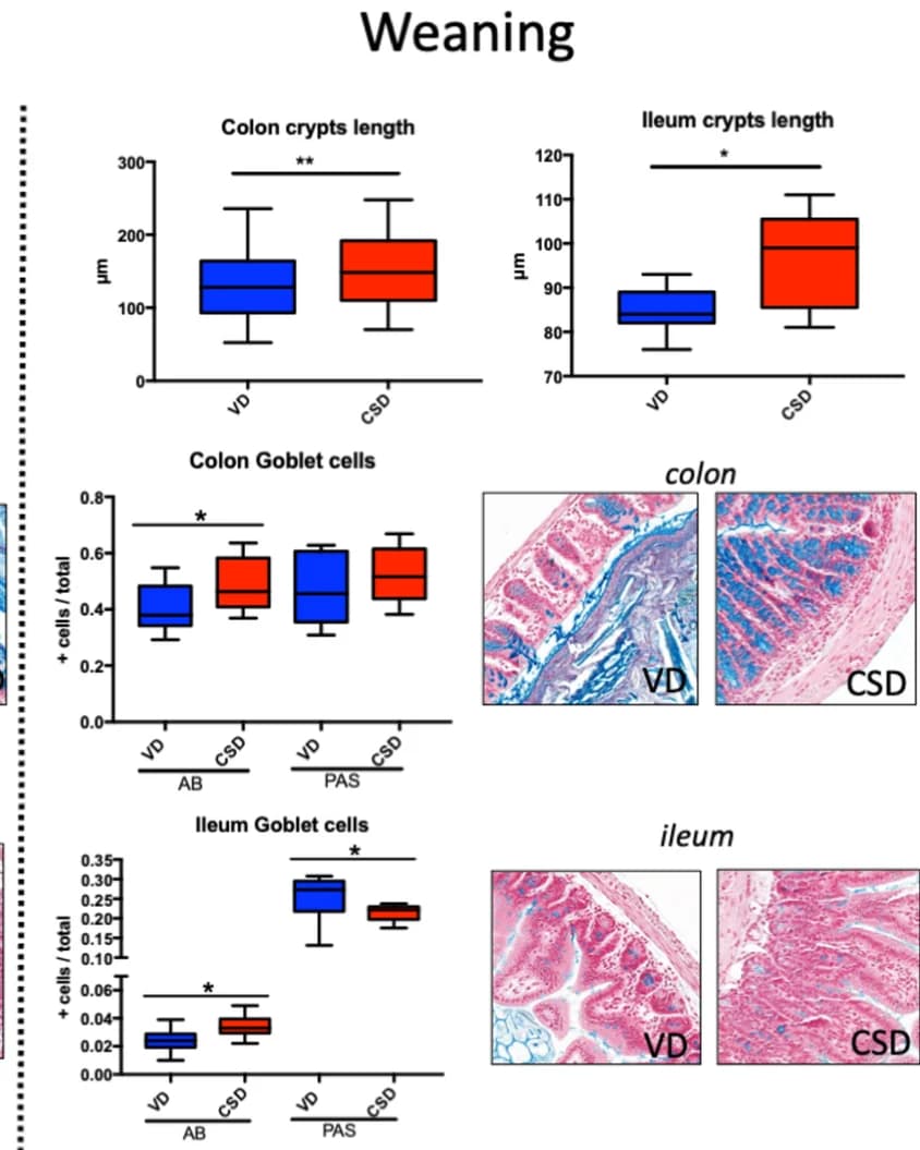 Open access visualization of Box Plot, Microscopy, Crypt Length, Goblet Cells, Colon