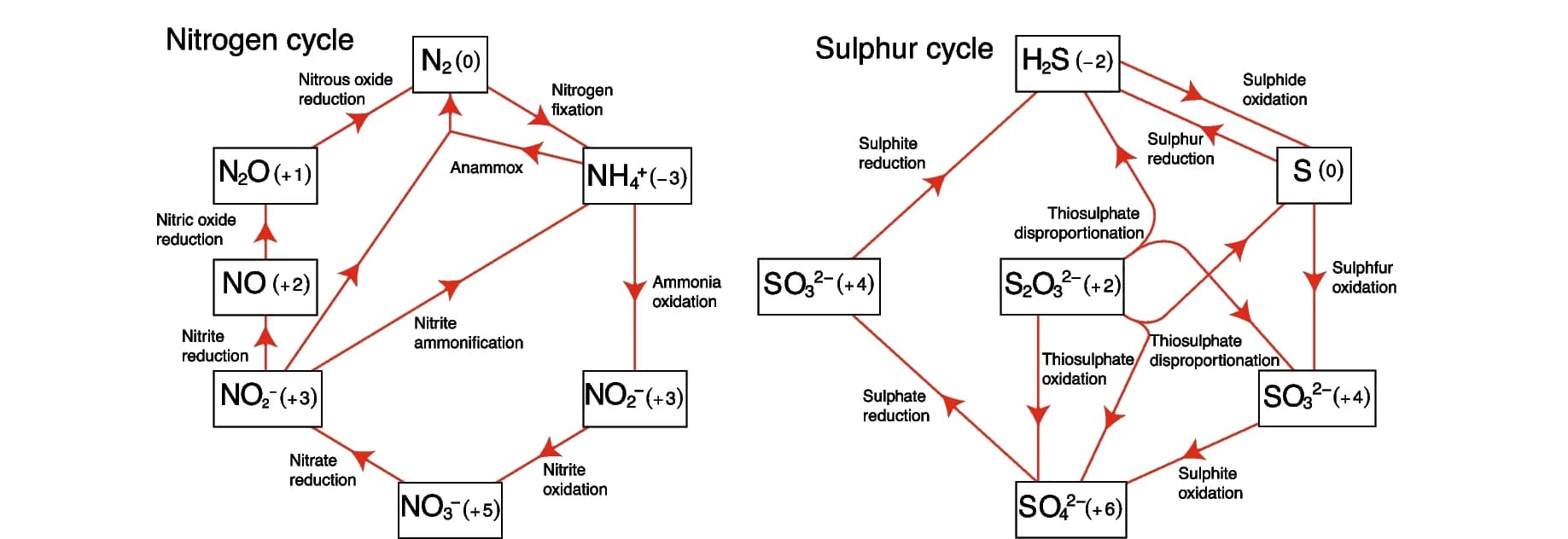 Open access visualization of Pathway, Microbial Nitrogen Cycling, Sulphur Cycling, Pathways, Chemical Compounds