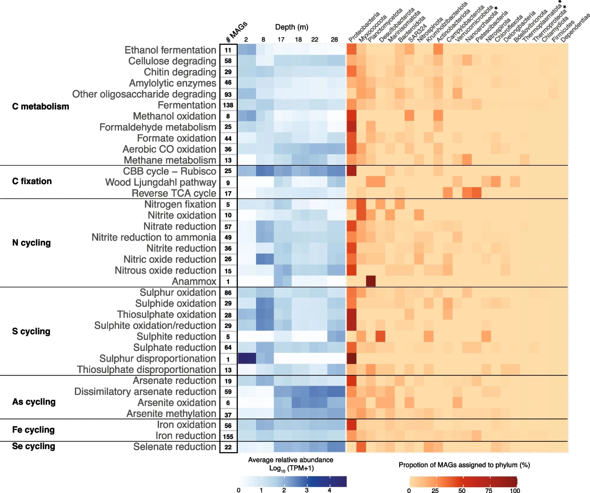 Open access visualization of Heatmap, Clustered, Metabolic Traits, Biogeochemical Cycling, MAGs