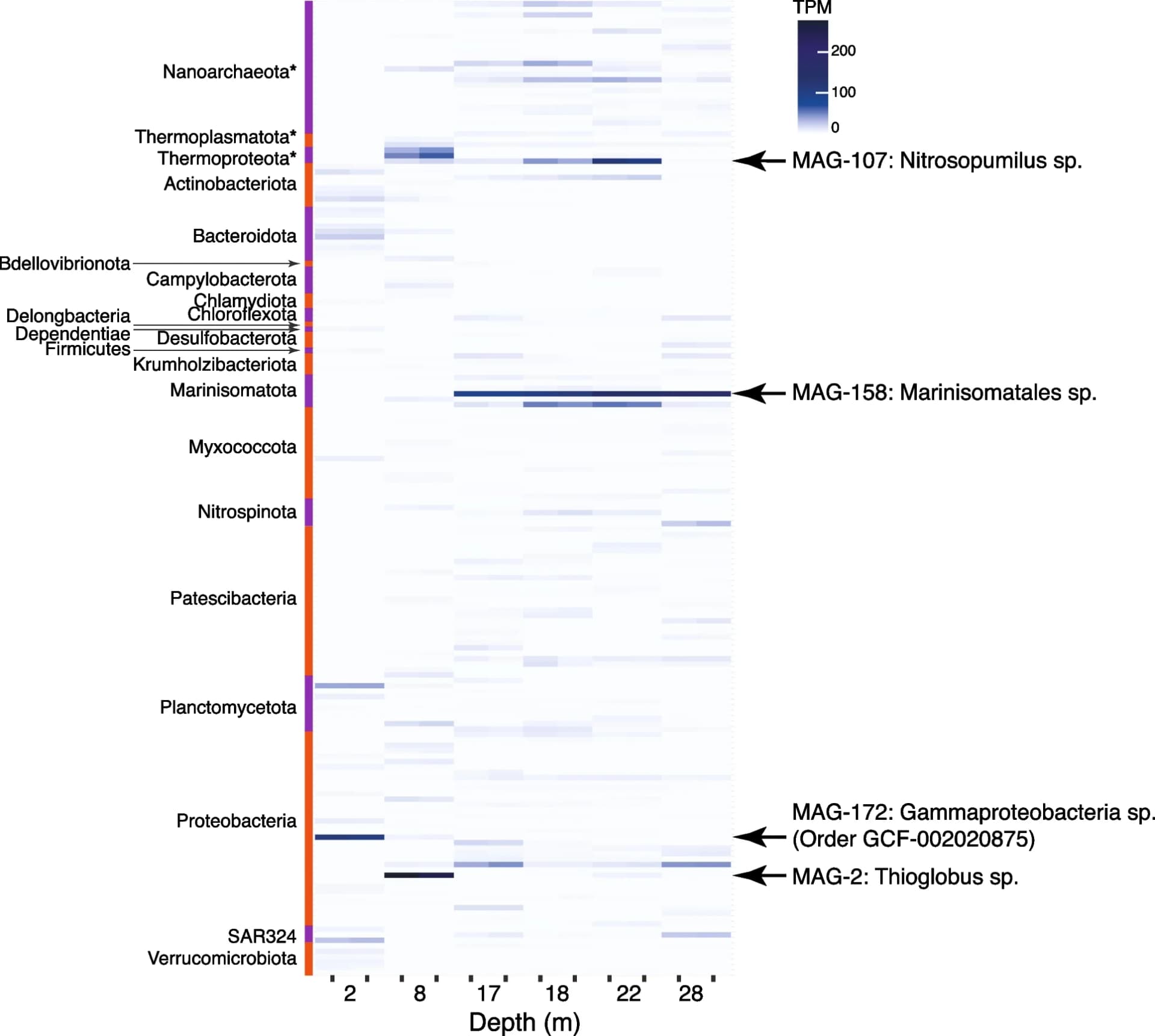 Open access visualization of Heatmap, MAGs, Bundera Sinkhole, Phyla, Archaeal phyla