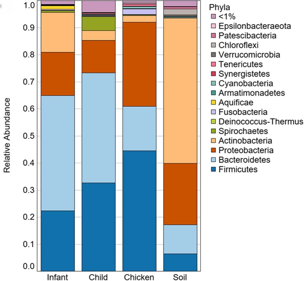 Open access visualization of Stacked Bar Plot, Microbial Community Composition, Infant Gut, Child Gut, Chicken Gut