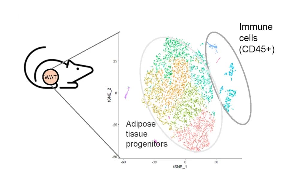 Open access visualization of Scatter Plot, UMAP, t-SNE Plot, Adipose Tissue, High Fat High Sugar Diet