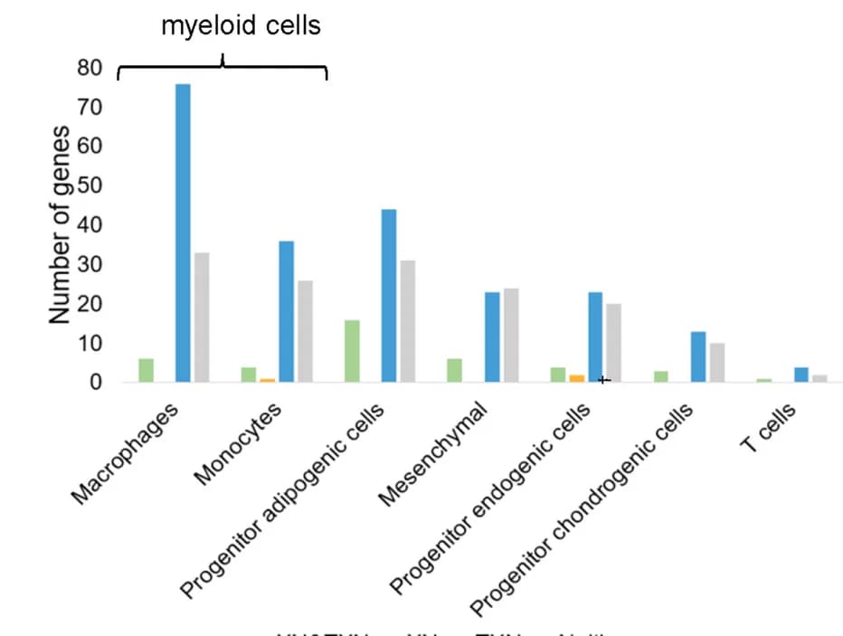 Open access visualization of Clustered, Gene Number, Cell Type Assignment, Adipose Tissue, Myeloid Cells