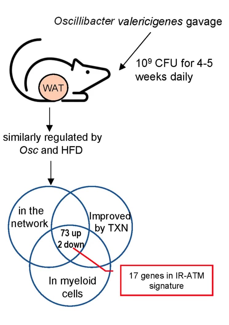 Open access visualization of Venn Diagram, Workflow, Illustration, Experiment, Gene Expression Analysis