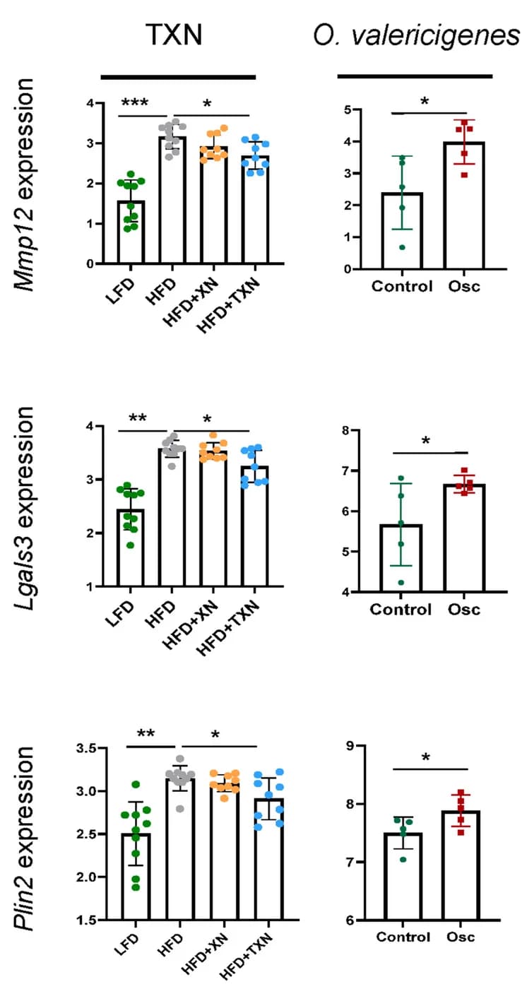 Open access visualization of Bar Plot, Error Bars, Scatter Plot, In Vivo, Adipose Tissue Gene Expression