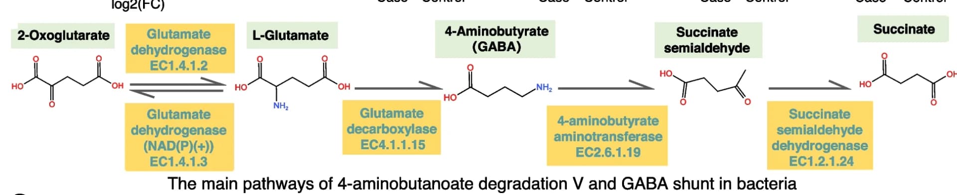 Open access visualization of Workflow, Pathway, Schematic Diagram, 4-Aminobutanoate, GABA Degradation