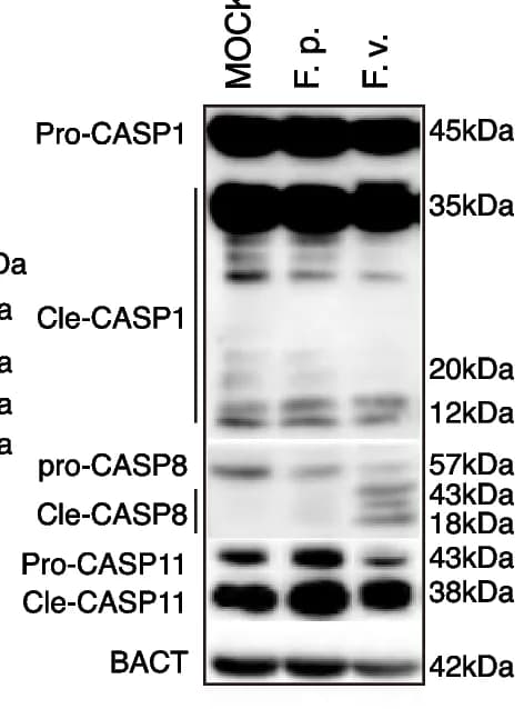 Open access visualization of Gel, Inflammasome Executors, BMDM
