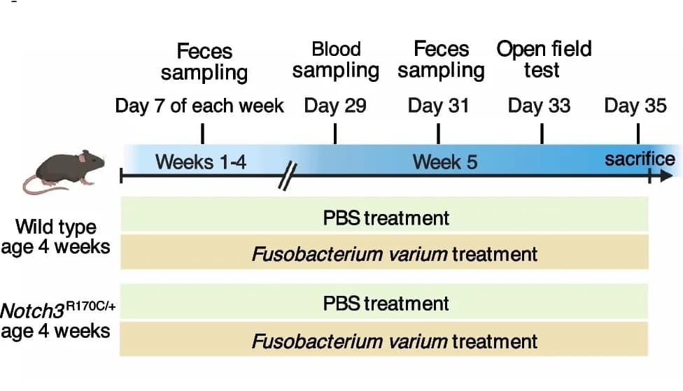Open access visualization of Workflow, Illustration, Mice, Experimental Design, F. varium