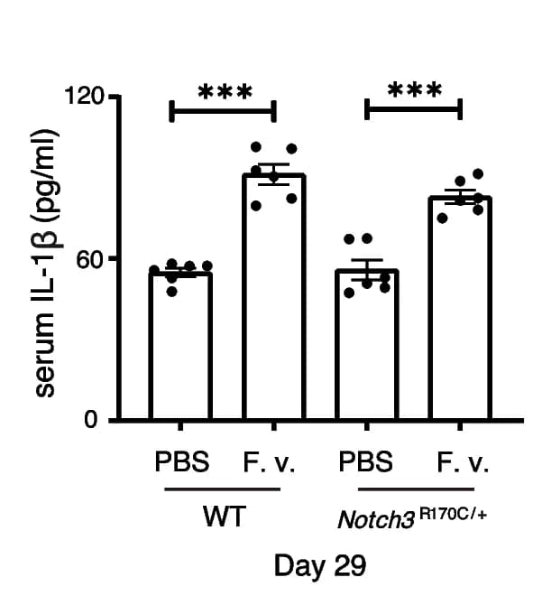 Open access visualization of Bar Plot, Error Bars, Serum IL-1β, WT mice, Notch3 R170C/+ mice