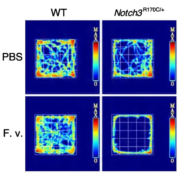 Open access visualization of Heatmap, Open-Field Test, Video Tracking System, Mice
