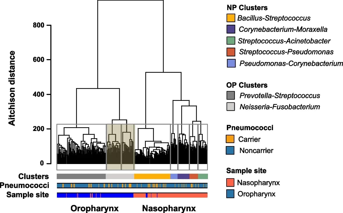 Open access visualization of Dendrogram, Oropharynx, Nasopharynx, Microbiota, Hierarchical Cluster Analysis