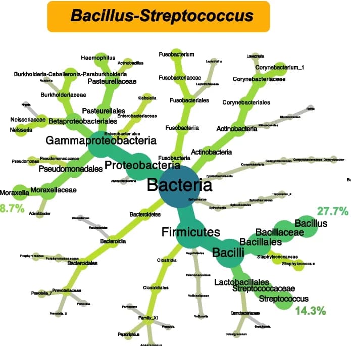 Open access visualization of Network, Pathway, Nasopharyngeal Microbiota, Taxonomic Heat Trees, Microbiota Clusters