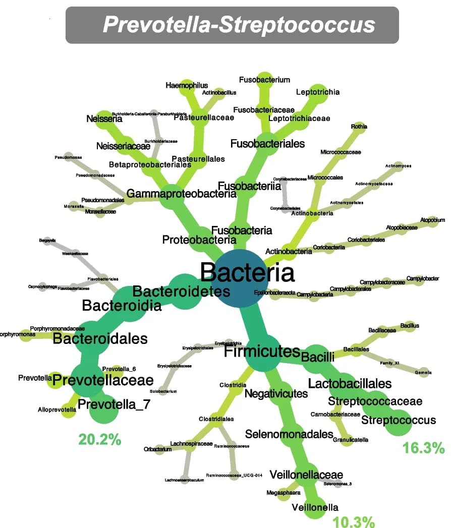 Open access visualization of Network, Pathway, Oropharyngeal Microbiota, Taxonomic Heat Trees, Prevotella