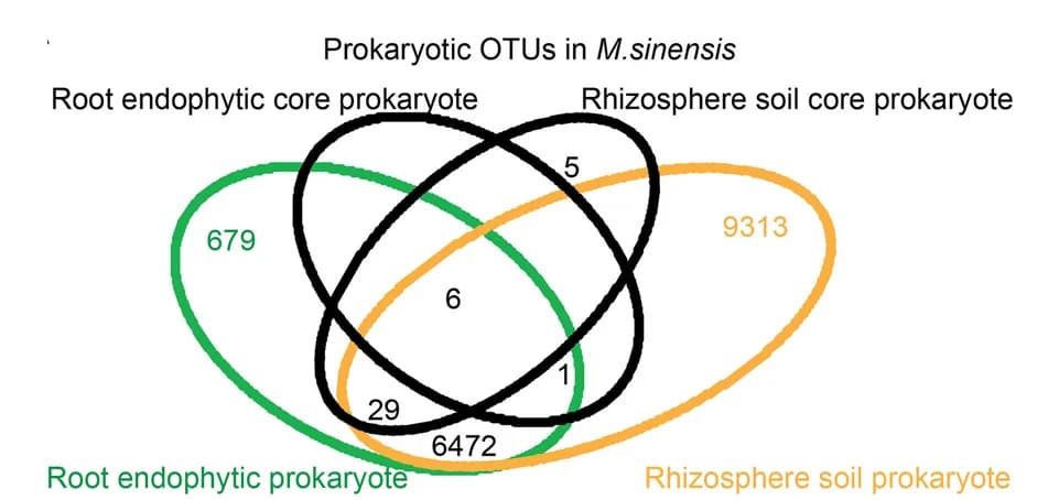 Open access visualization of Venn Diagram, Core Prokaryotic Taxa, Root, Rhizosphere Soil, M. sinensis