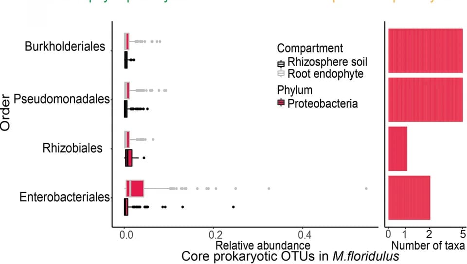 Open access visualization of Box Plot, Bar Plot, Relative Abundance, Rhizosphere, Root